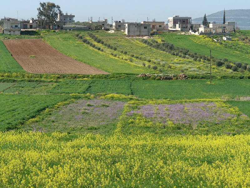 Hamá: Vyčleněno přes tisíc hektarů lesní půdy pro letní zeleninu