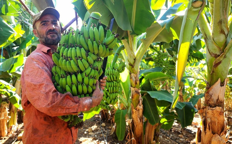 Sýrie: pobřeží úspěšně zavedlo nové plodiny